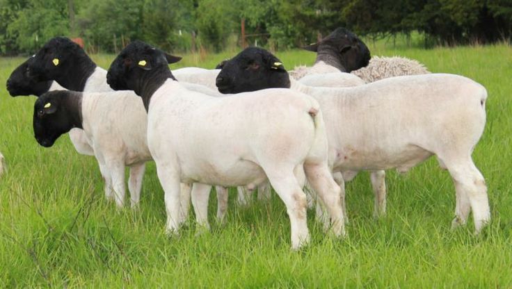 Dorper Sheep Farming in Kenya
